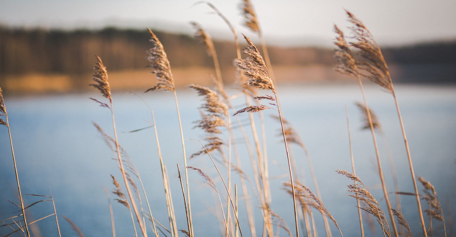Weizen im Fokus, im Hintergrund ist ein See
